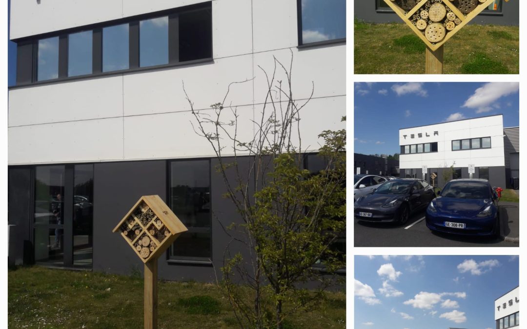 Installation d&rsquo;un observatoire à abeilles et guêpes solitaires chez tesla!