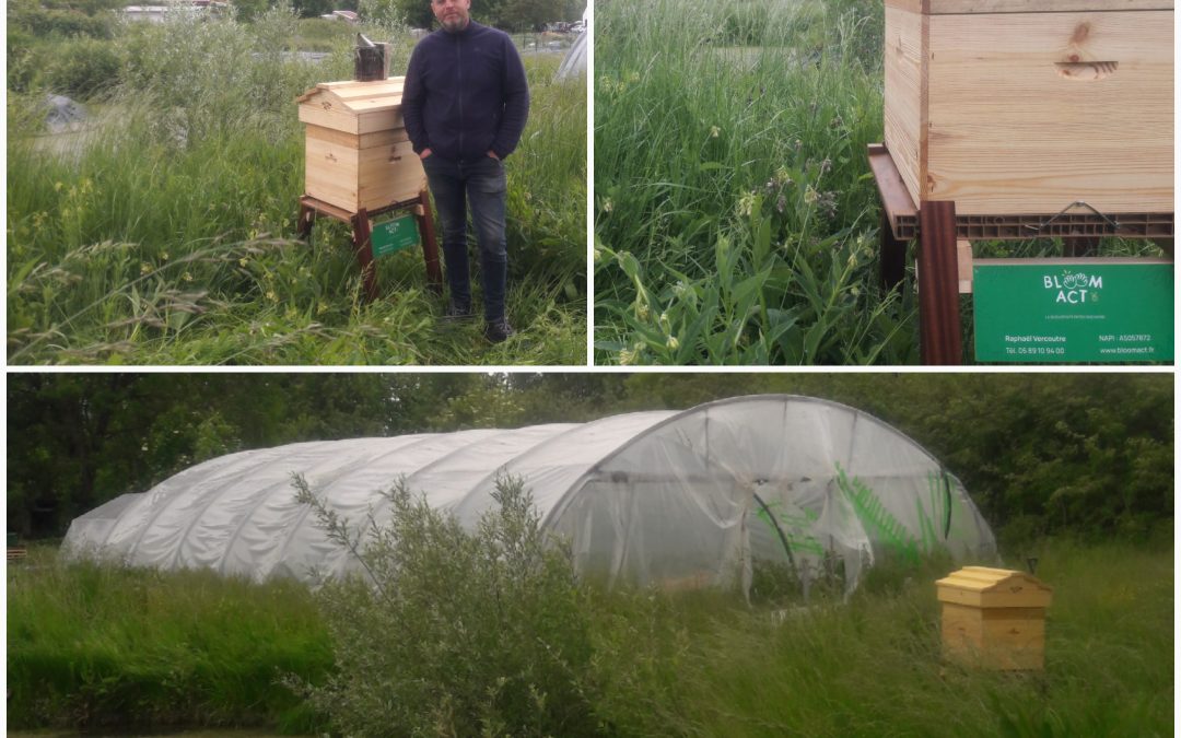 une ruche au sein du marais audomarois chez baptiste « du potager à l&rsquo;assiette »!