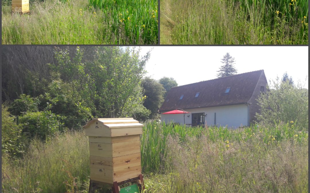 Une ruche au gîte de la vinne à montcavrel!