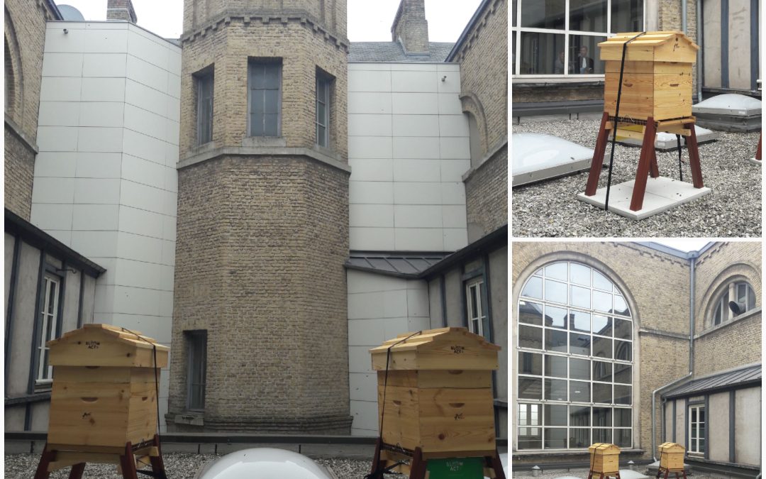 Dans un cadre exceptionnel, deux ruches viennent de prendre place au palais de justice de dunkerque