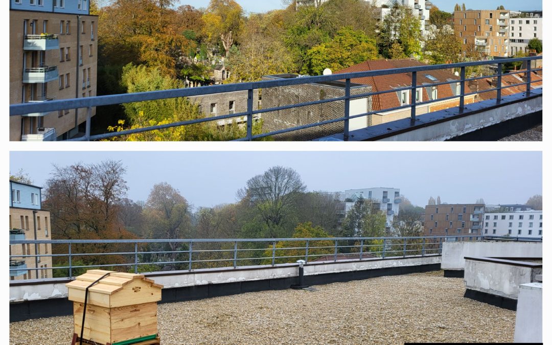 Une ruche chez SIA habitat